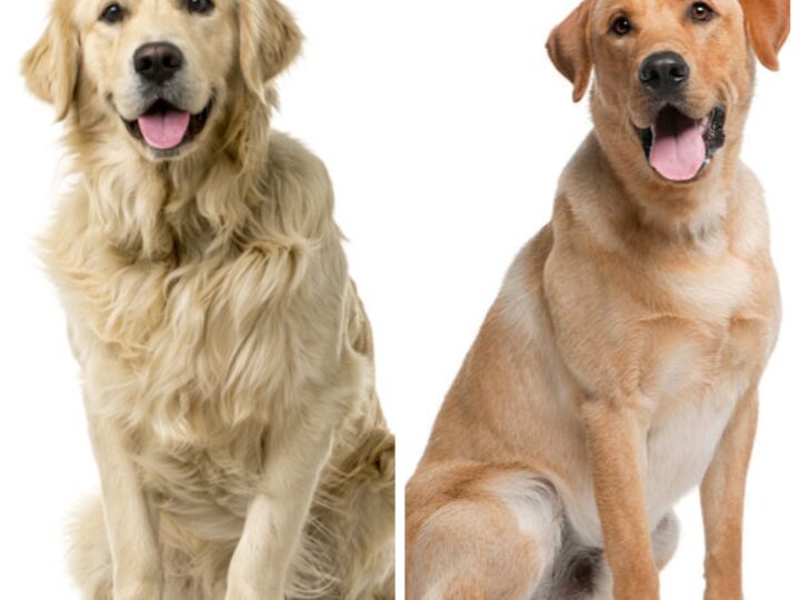 Comparing Golden Retrievers and Labrador Retrievers: Which Breed is Right for You?